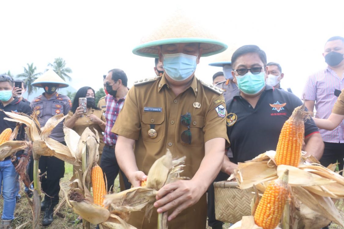Walikota Caroll Senduk Panen Perdana Hasil Komoditi Jagung