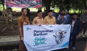 Diterima Bupati Joune Ganda, PT MSM TTN Serahkan Sapi Qurban